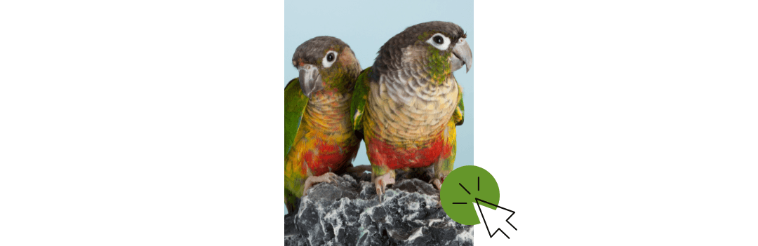 Habitat pour oiseaux