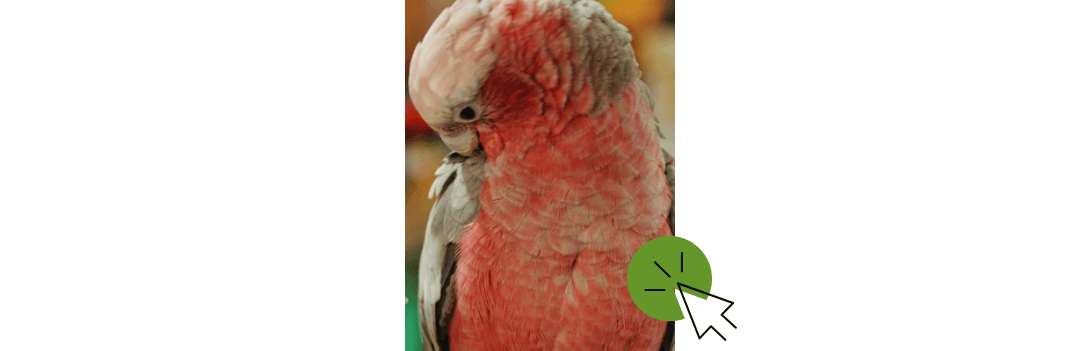 Oiseaux : accessoires et alimentation