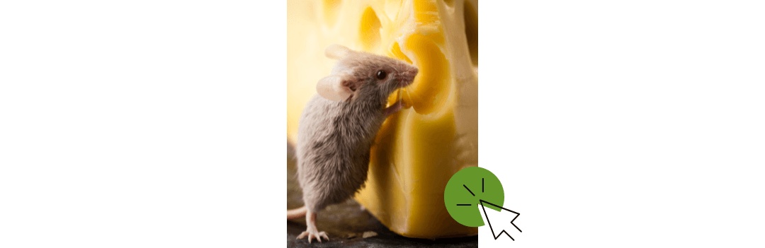 Notre sélection : Souris