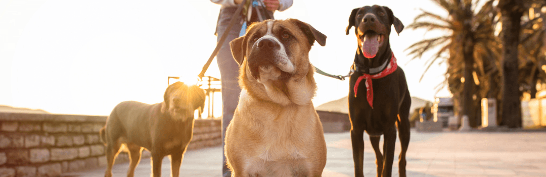 Collier pour chien et laisse pour chien