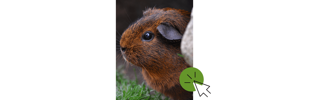 Habitat du cochon d'Inde et cobaye