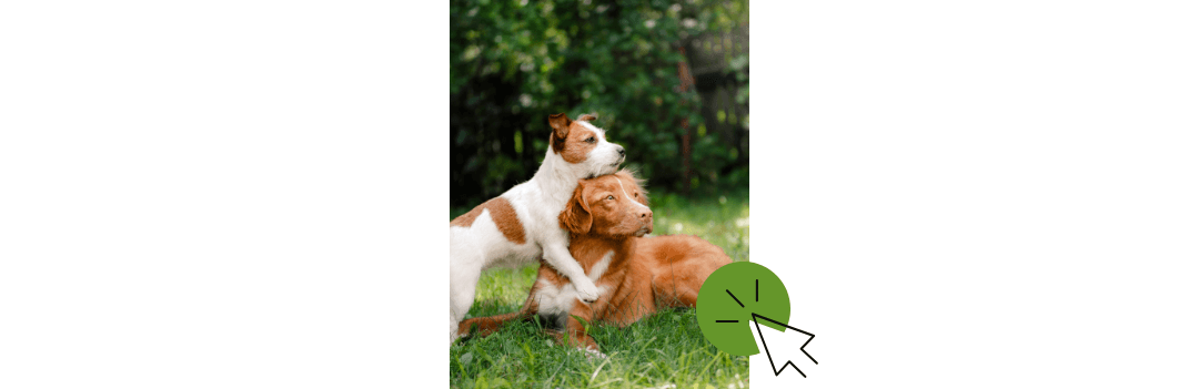 Accessoires chien et nourriture