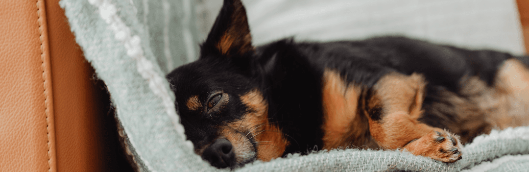 Comment prendre la température du chien ?