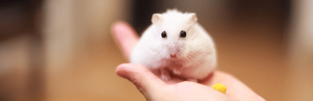 Nourriture pour hamster