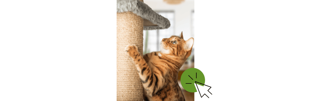 Arbre à chat et griffoir