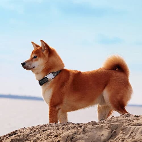 Shiba Inu