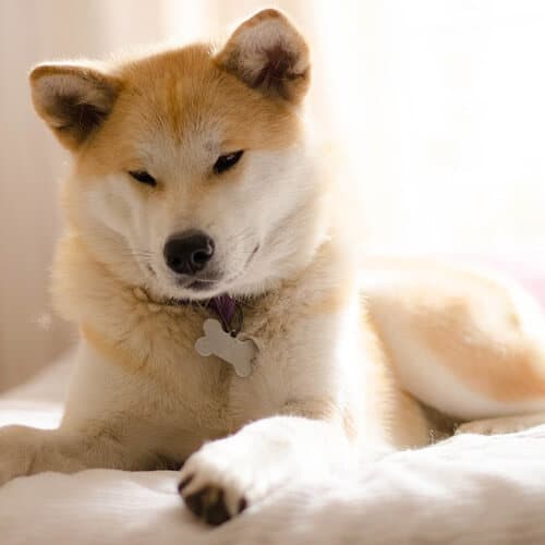 Akita Inu
