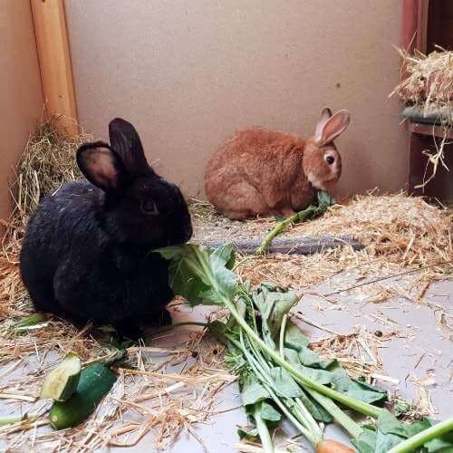 Un lapin peut-il se laisser mourir de faim ?