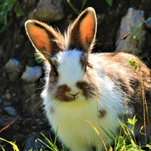 idée de jeux pour lapin