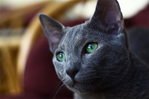 Différence entre le chat Bleu russe et le Nebelung