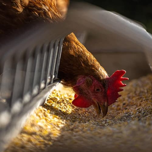 Comment détecter des poux sur des poules ?