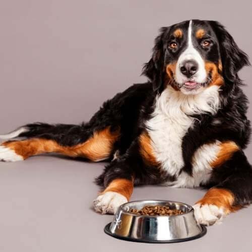 Un chien peut-il manger du Quinoa ?