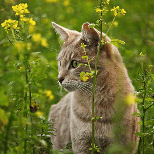 Soigner mon chat qui vomit