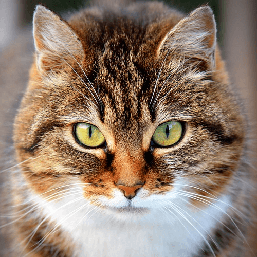 traitement de l'insuffisance rénale du chat