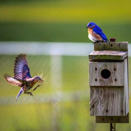 période de nidification des oiseaux