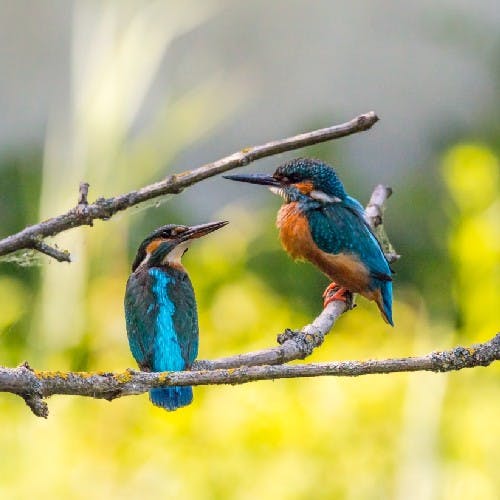 parade amoureuse des oiseaux