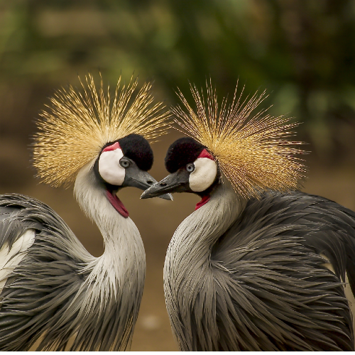 période de reproduction des oiseaux