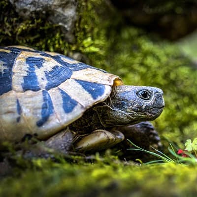 Quelle nourriture donner à sa tortue ?