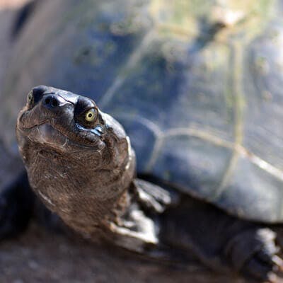 Quelle alimentation ne faut-il pas donner à sa tortue ?