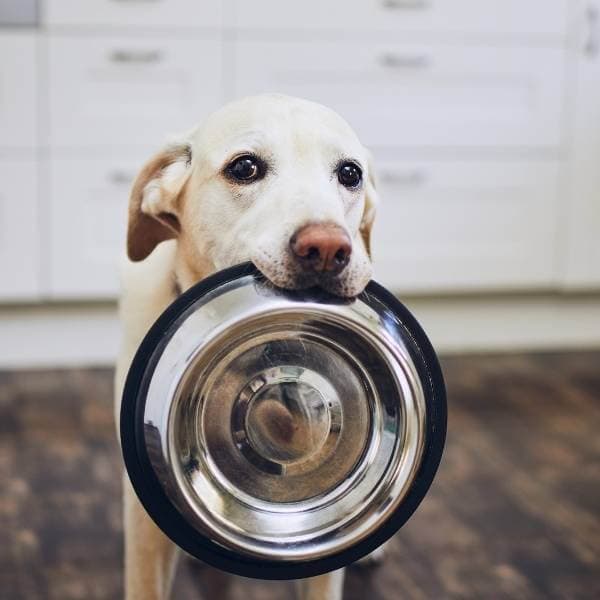 Les croquettes habituellement utilisées ne sont plus disponibles
