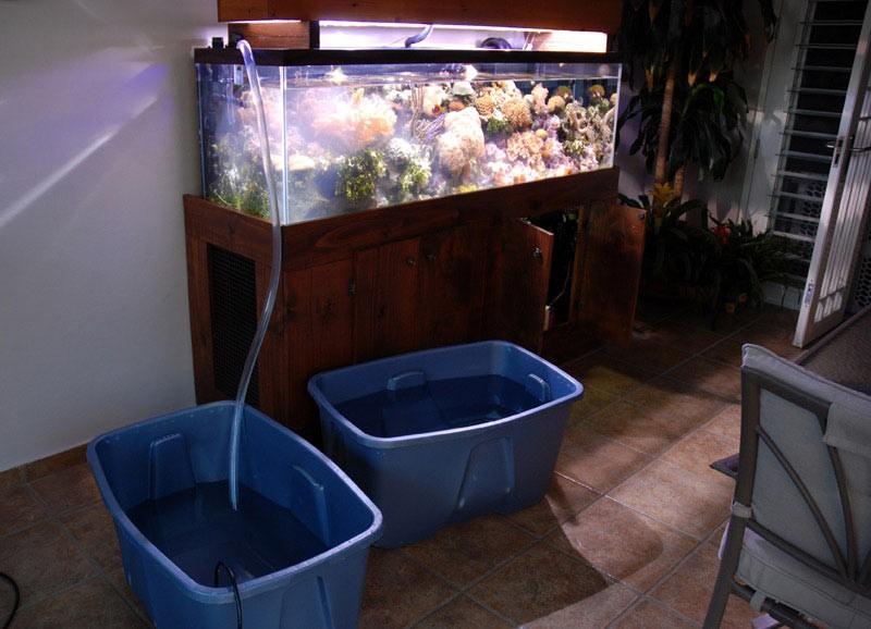 Le changement d’eau de votre aquarium