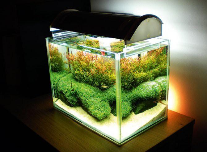 Installation de votre aquarium