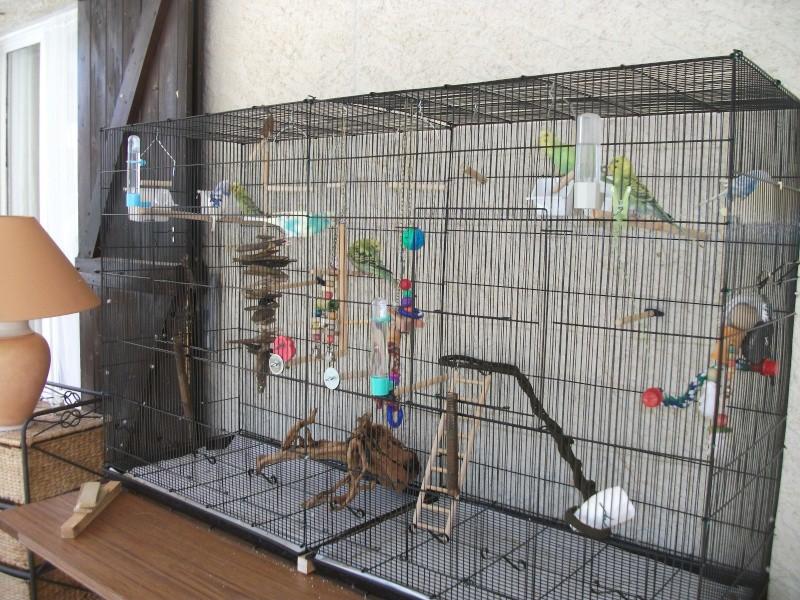 Aménagement de la cage de votre oiseau