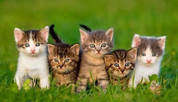 Choisir Un Chaton Ou Un Chat Adulte Le Blog De La Ferme Des Animaux Choisir Un Chaton Ou Un Chat Adulte Le Blog De La Ferme Des Animaux