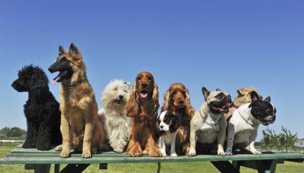 Les groupes de races de chien