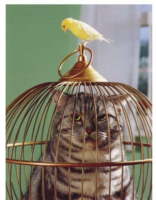 Emplacement de la cage de votre oiseau
