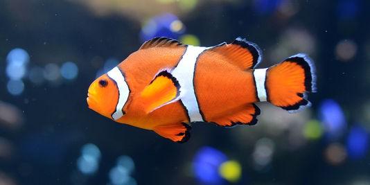 Poissons d’eau de mer : Le poisson clown