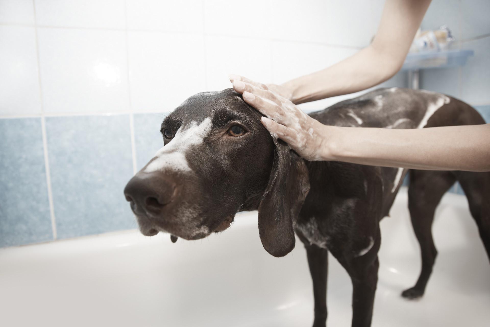 Choisir un shampooing pour chien efficace