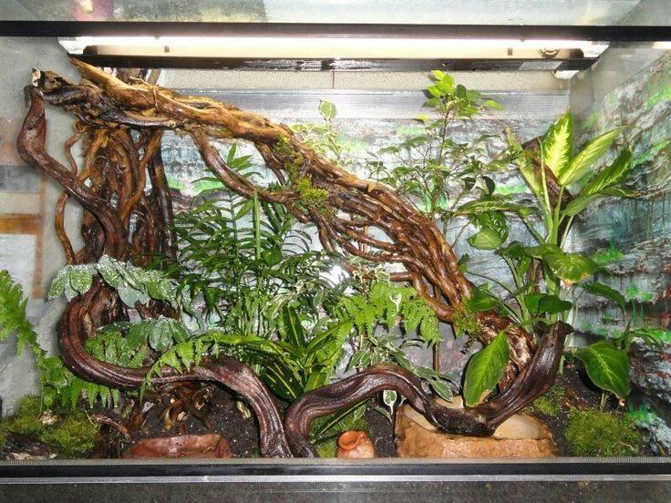 Comment aménager et entretenir un terrarium pour serpent