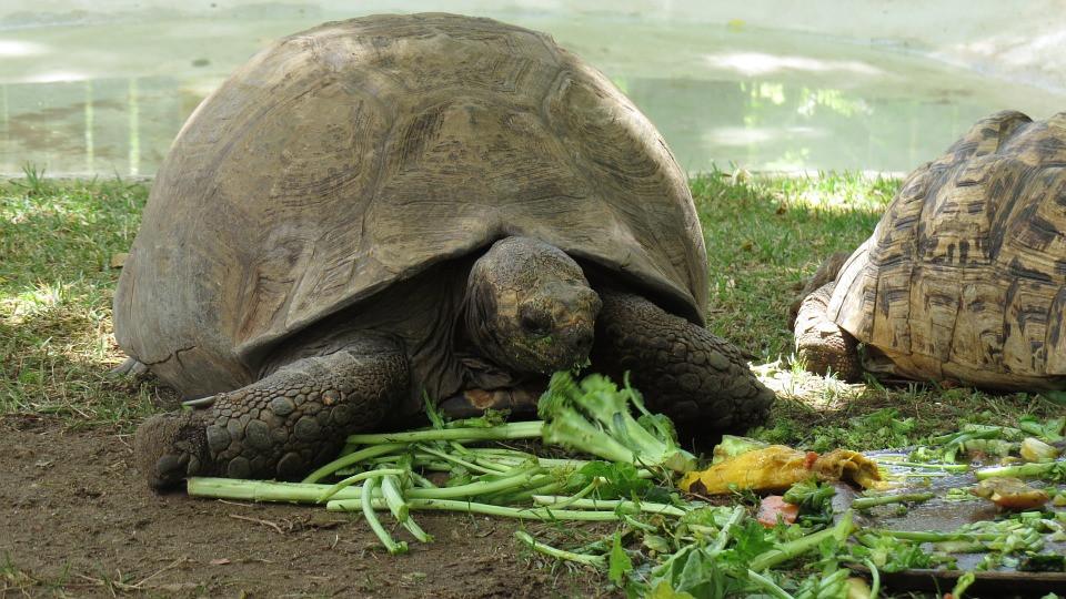 Comment bien nourrir une tortue terrestre ?