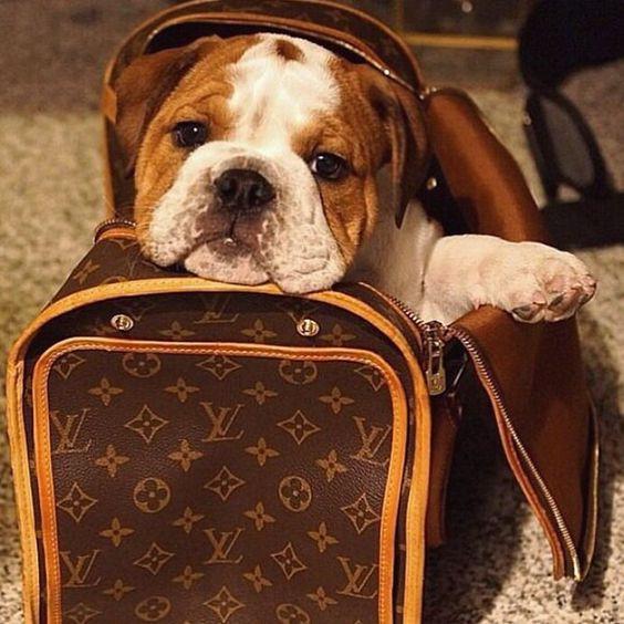 Comment choisir un sac de transport pour mon chien ?