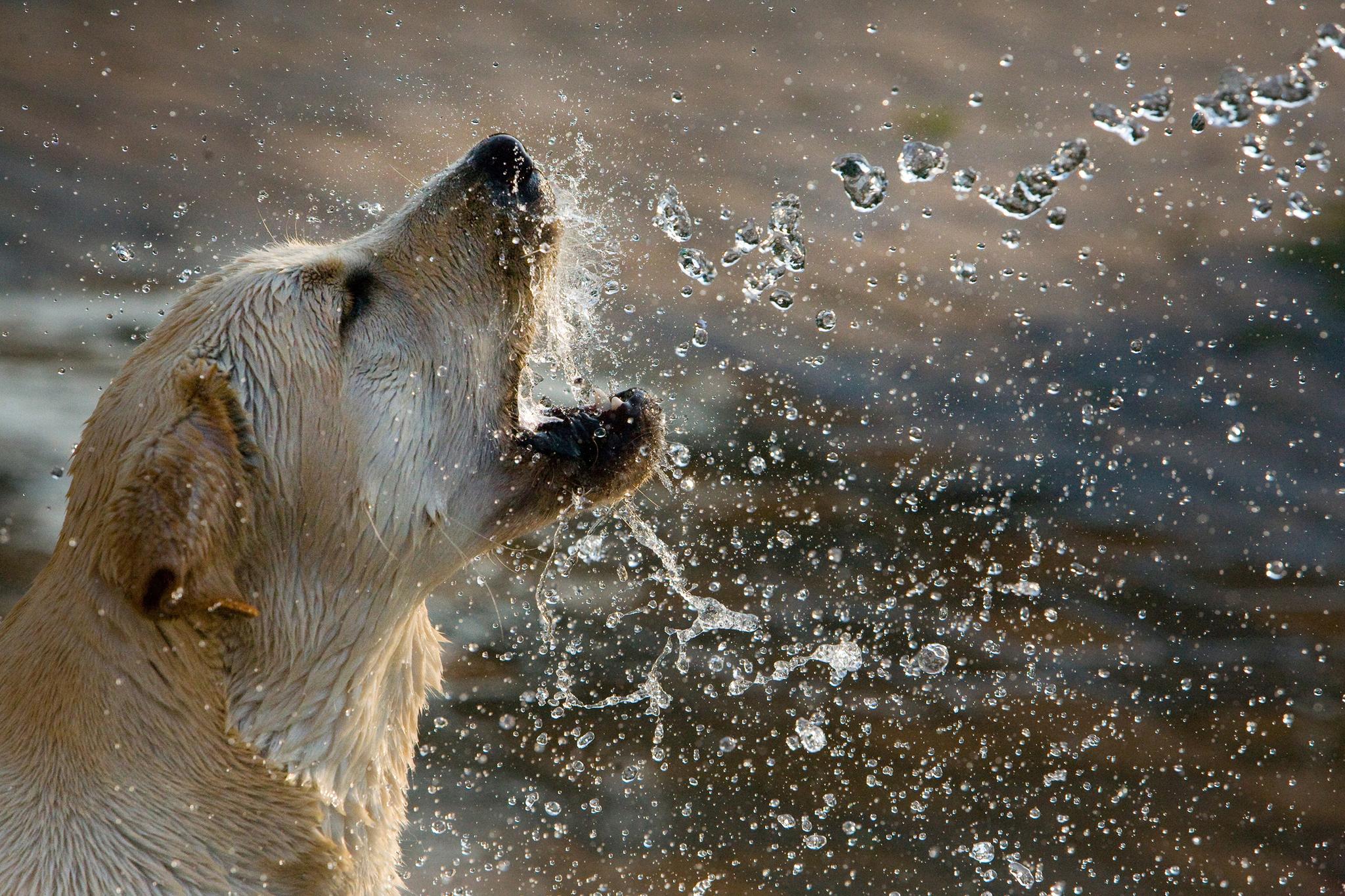 Le chien aime l'eau : conseils pour l'hydratation du chien