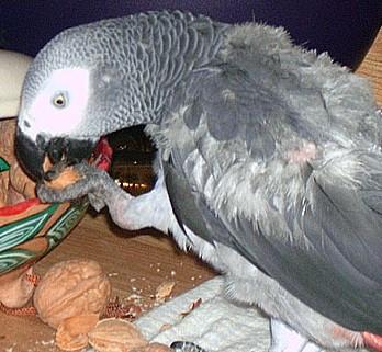 Les intoxications alimentaires chez les oiseaux