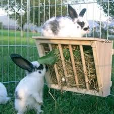 Mes rongeurs et lapins peuvent-ils vivre en extérieur ?