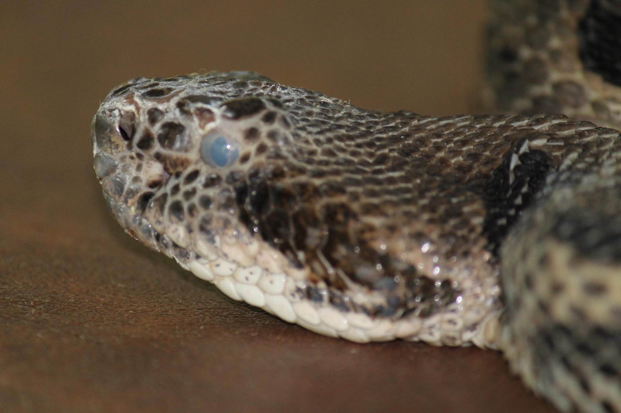 Quelles sont les maladies les plus courantes pour les serpents ?