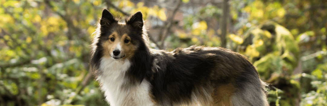 Nom de chien en U pour 2023