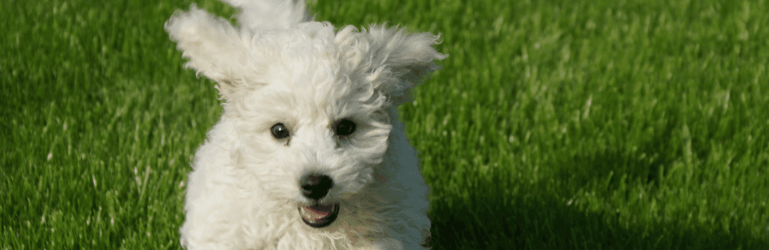 Le Bichon Frisé