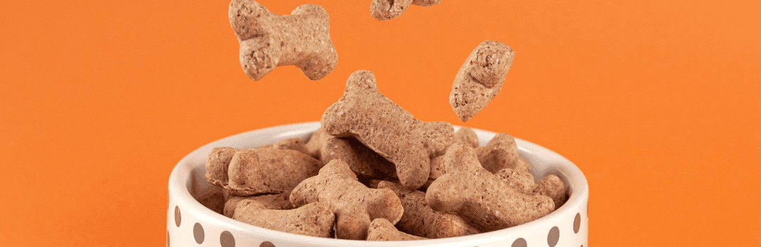 Donner de la nourriture humaine à un chien