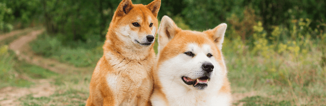 Chien japonais
