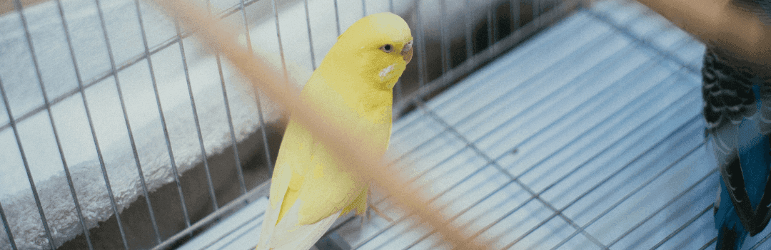 Choix d’une cage pour votre oiseau