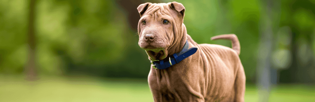 Le Shar Pei