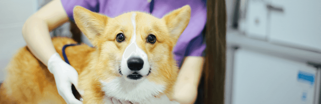 Les vices rédhibitoires du chien