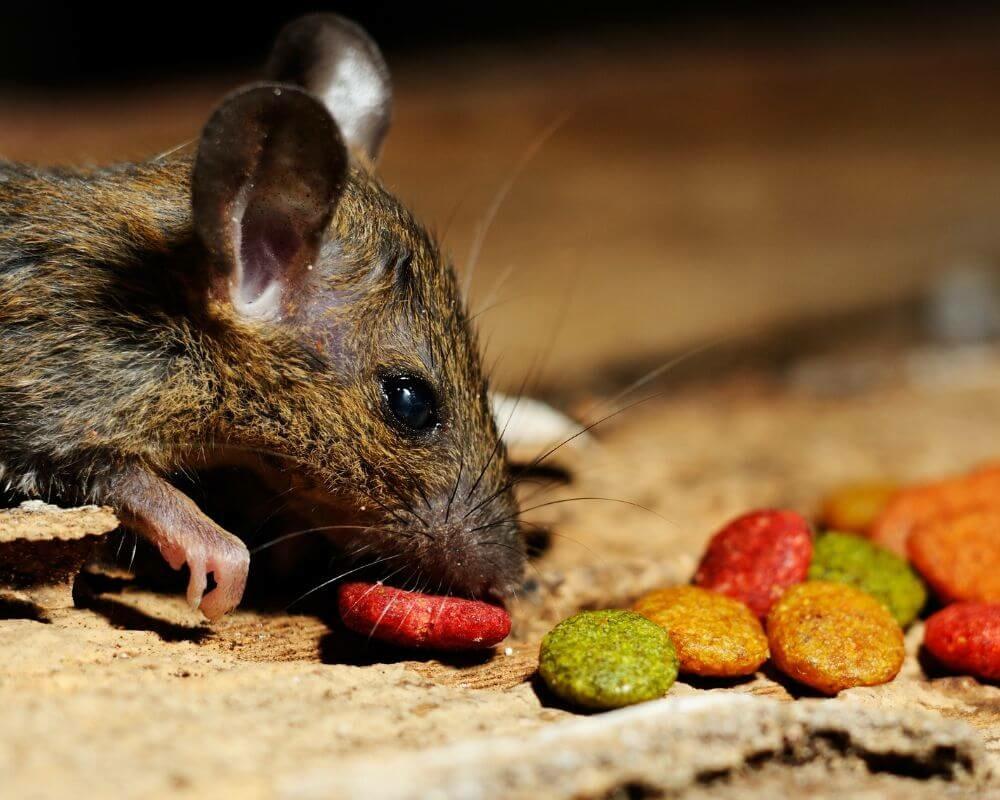 Quelle nourriture donner à un rat ?