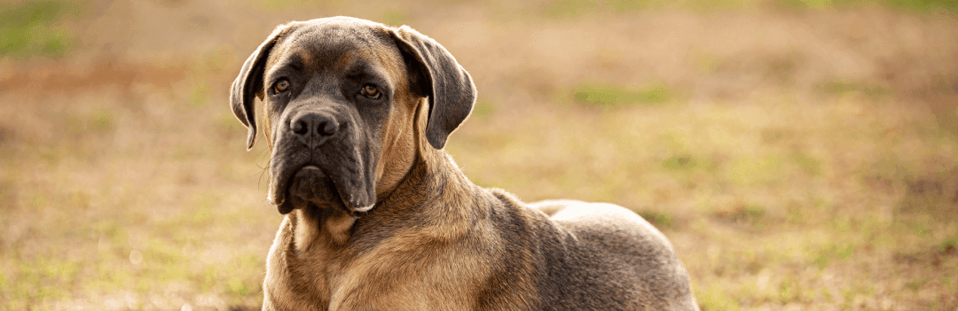 Comment muscler son chien ?