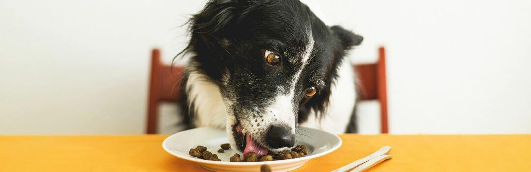 Où peut-on trouver des croquettes pour chien sans céréales ?