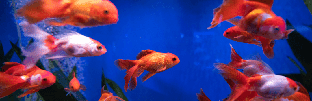 Poissons d'eau froide : Le poisson rouge